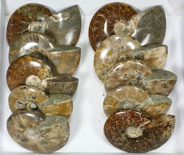 Lot: to Polished Ammonite Fossils - Pieces #82654